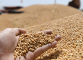 Russia’s Wheat Prices Set to Rise Sharply: Low Yields, Export Duties, and Farmer Exit Fuel Market Shift