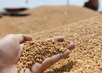 Russia’s Wheat Prices Set to Rise Sharply: Low Yields, Export Duties, and Farmer Exit Fuel Market Shift