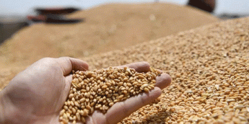 Russia’s Wheat Prices Set to Rise Sharply: Low Yields, Export Duties, and Farmer Exit Fuel Market Shift