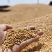 Russia’s Wheat Prices Set to Rise Sharply: Low Yields, Export Duties, and Farmer Exit Fuel Market Shift