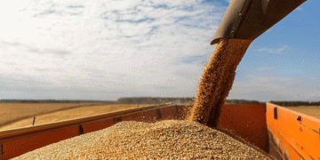 Why Are Russian Farmers Quitting? Behind the Collapse of 35,000 Family Farms in Just Five Years