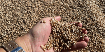 Kazakhstan Introduces Subsidies to Boost Wheat Exports