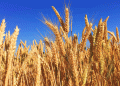 Russia Expands Wheat Exports to Africa and the Middle East: A Growing Market Opportunity