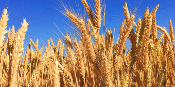 Russia Expands Wheat Exports to Africa and the Middle East: A Growing Market Opportunity