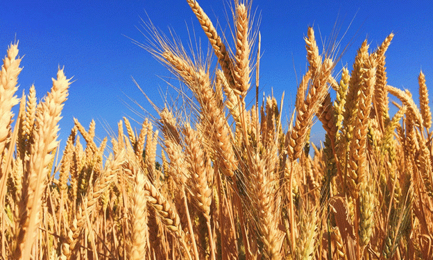 Russia Expands Wheat Exports to Africa and the Middle East: A Growing Market Opportunity