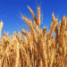 Russia Expands Wheat Exports to Africa and the Middle East: A Growing Market Opportunity