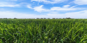 HB4 Wheat: A Breakthrough in Drought-Resistant Farming Secures U.S. Patent