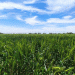 HB4 Wheat: A Breakthrough in Drought-Resistant Farming Secures U.S. Patent