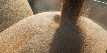 Russia’s 2024 Grain Harvest: Analyzing the Decline and Its Implications