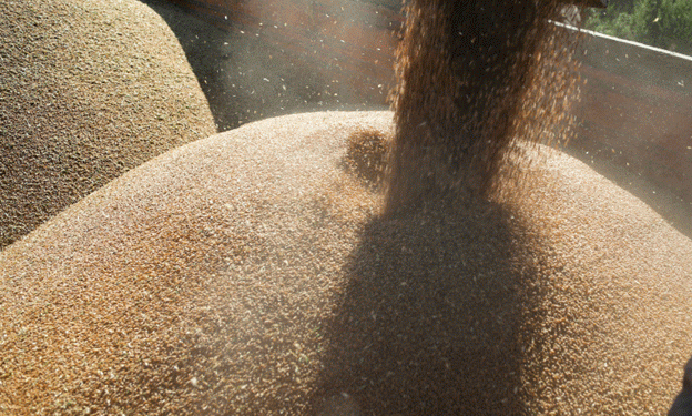 Russia’s 2024 Grain Harvest: Analyzing the Decline and Its Implications