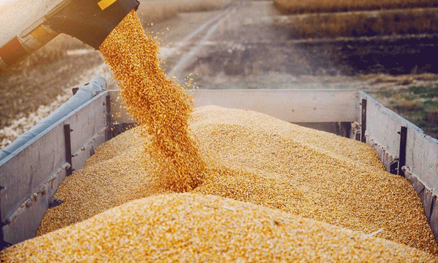 Russia’s Reduction in Wheat Export Duties: Implications for the Agricultural Sector