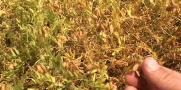 Turkey’s Lentil Crop Set to Rebound: Timely Rains Bring Optimism for 2024 Harvest