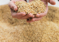 Chelyabinsk Farmers Break Record Harvest: A New Era for Durum Wheat and Grain Production in Russia