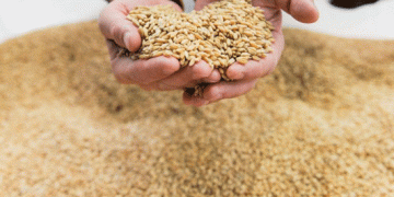 Chelyabinsk Farmers Break Record Harvest: A New Era for Durum Wheat and Grain Production in Russia