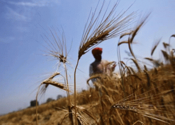Western Disturbances and Heat-Resistant Varieties: Safeguarding India’s Wheat Crop Amid Climate Challenges