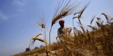 Western Disturbances and Heat-Resistant Varieties: Safeguarding India’s Wheat Crop Amid Climate Challenges
