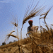 Western Disturbances and Heat-Resistant Varieties: Safeguarding India’s Wheat Crop Amid Climate Challenges