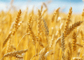 Navigating Shifts in Turkey’s Wheat Import Policies: Impacts on Domestic Production and Global Trade
