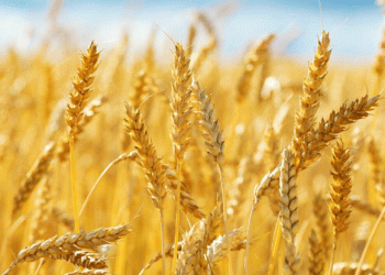Navigating Shifts in Turkey’s Wheat Import Policies: Impacts on Domestic Production and Global Trade