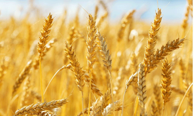 Navigating Shifts in Turkey’s Wheat Import Policies: Impacts on Domestic Production and Global Trade