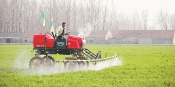 Spring Wheat Management in Duji District: Integrating Technology for Enhanced Yields​