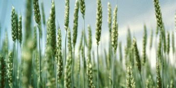 Protect Your Wheat: Timely Irrigation Can Prevent Devastating Fungus Attacks