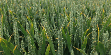 Optimizing Winter Wheat: Early Spring Management and Sterile Brome Control Strategies