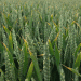 Optimizing Winter Wheat: Early Spring Management and Sterile Brome Control Strategies