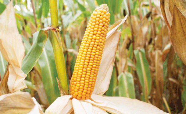 Drought-Resistant Maize: A Lifeline for Zimbabwe’s Farmers and a Global Agricultural Imperative