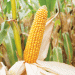 Drought-Resistant Maize: A Lifeline for Zimbabwe’s Farmers and a Global Agricultural Imperative