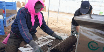 Empowering Agriculture in Linhe District: The Integration of Technology for Intelligent and Quality Farming​