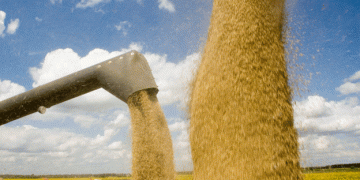 Russian Wheat Exports Under Pressure: SovEcon Cuts Forecast Amid Market and Currency Shifts
