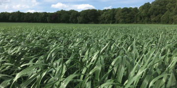 Technology Trials Unlock New Strategies for Improving Wheat Inputs on Lincolnshire Estate