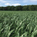 Technology Trials Unlock New Strategies for Improving Wheat Inputs on Lincolnshire Estate