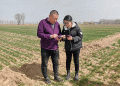 Hebei’s Comprehensive Measures to Safeguard Winter Wheat Growth