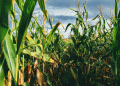 Unveiling the Genetic Blueprint of Maize: Key Genes Shaping Plant Architecture for Future Breeding