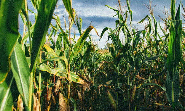 Unveiling the Genetic Blueprint of Maize: Key Genes Shaping Plant Architecture for Future Breeding
