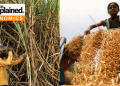 Navigating India’s Food Inflation: The Critical Role of Wheat and Sugar Production