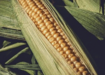 Midweek Surge in Corn Prices Amidst Ethanol Production Uptick and Trade Tensions​