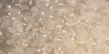 South Korea Aims for 350,000 Tons of Rice Exports by 2030: A New Era for the Rice Industry