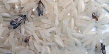 Infested Imported Rice in Bulog Warehouses: What It Means for Farmers and Food Security