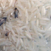 Infested Imported Rice in Bulog Warehouses: What It Means for Farmers and Food Security