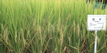 A Game-Changer for Korean Agriculture and Livestock Industry