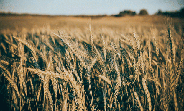 Breakthrough in Siberian Wheat: New Climate-Resilient Varieties Developed in Krasnoyarsk
