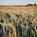 Breakthrough in Siberian Wheat: New Climate-Resilient Varieties Developed in Krasnoyarsk