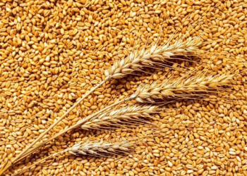 Russia Reduces Wheat Export Duty to 2,403 Rubles per Ton: Implications for the Agricultural Sector
