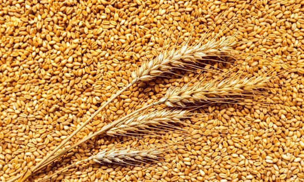 Russia Reduces Wheat Export Duty to 2,403 Rubles per Ton: Implications for the Agricultural Sector