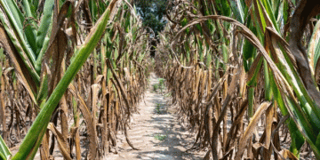 After the Storm: Can North Carolina Corn Farmers Recover from Their Worst Season in History?