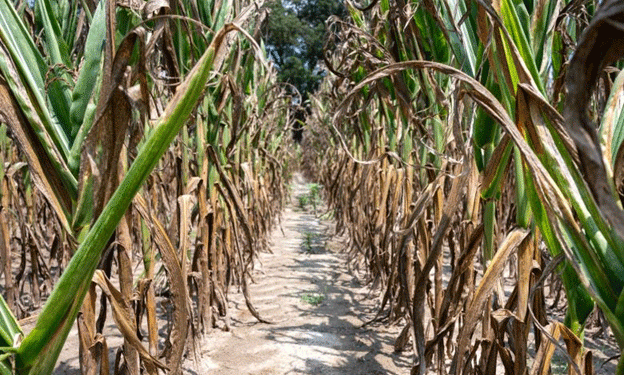 After the Storm: Can North Carolina Corn Farmers Recover from Their Worst Season in History?