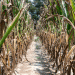 After the Storm: Can North Carolina Corn Farmers Recover from Their Worst Season in History?